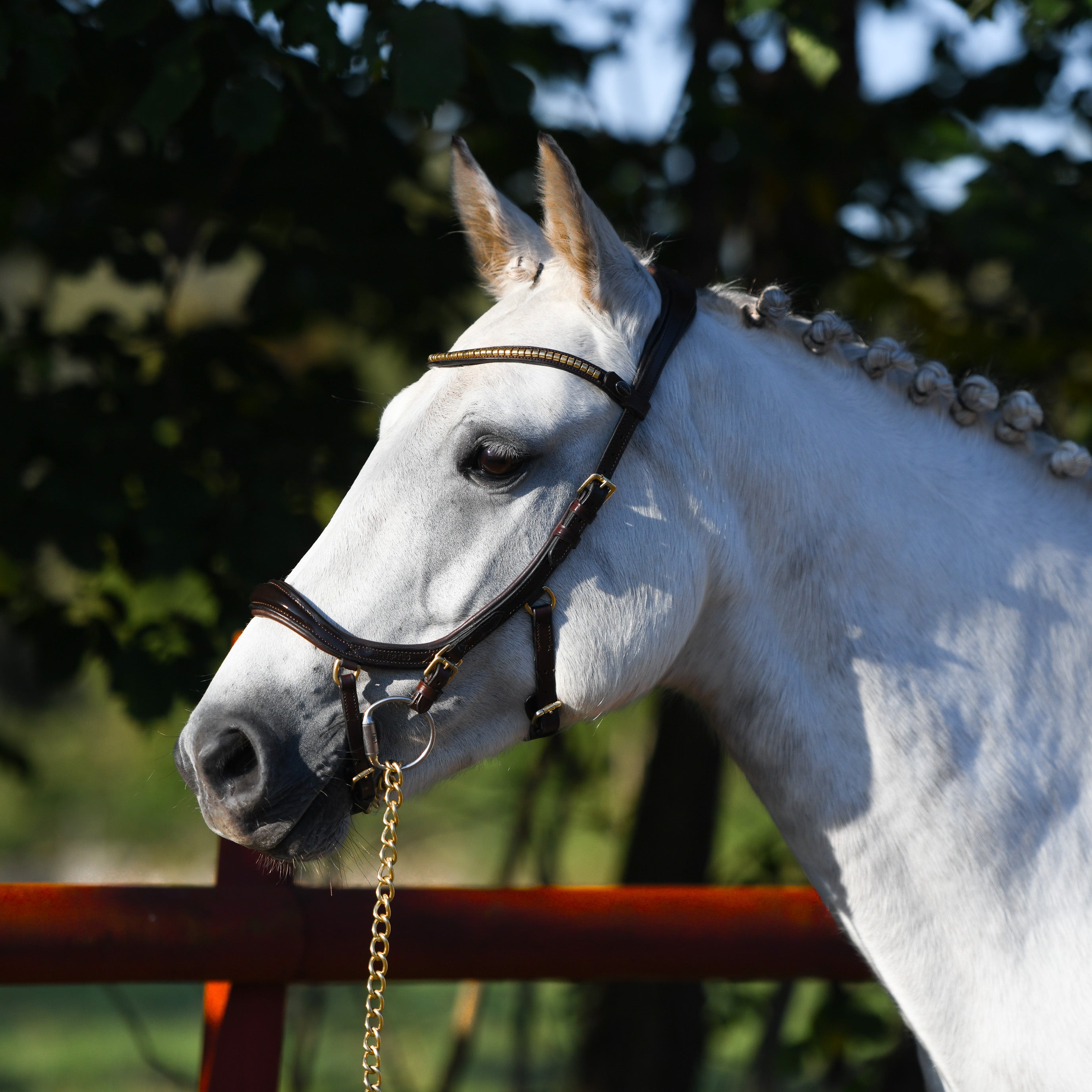 Bridle Sensum Glossy Lacquer/Brass - Brown