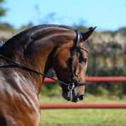 Bridle Sensum Glossy Lacquer/Silver - Black